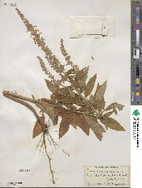 Teucrium canadense image