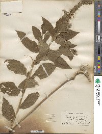 Teucrium canadense image