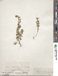 Image of Teucrium botrys