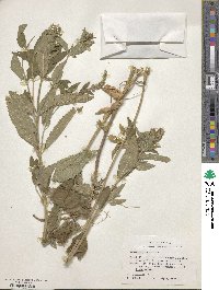 Teucrium canadense image