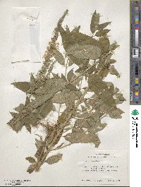 Teucrium canadense image