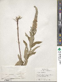 Teucrium canadense image