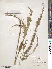 Teucrium canadense image