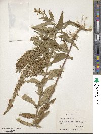 Teucrium canadense image