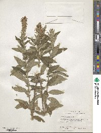 Teucrium canadense image