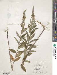 Teucrium canadense image