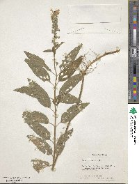 Teucrium canadense image