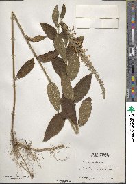 Teucrium canadense image