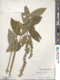 Teucrium canadense image