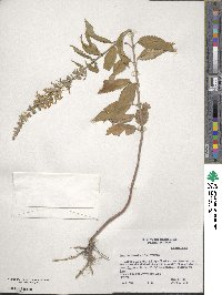 Teucrium canadense image