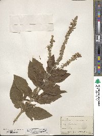 Teucrium canadense image