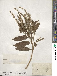 Teucrium canadense image