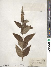 Teucrium canadense image