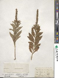 Teucrium canadense image