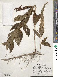 Teucrium canadense image