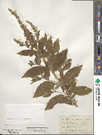 Teucrium canadense image