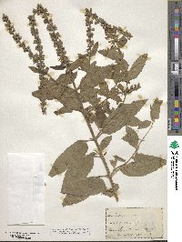 Teucrium canadense image