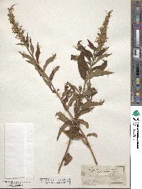 Teucrium canadense image