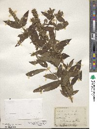 Teucrium canadense image