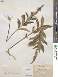 Teucrium canadense image