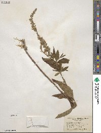 Teucrium canadense image