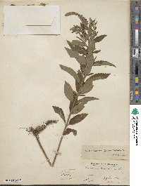 Teucrium canadense image