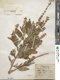 Teucrium canadense image