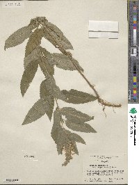 Teucrium canadense image