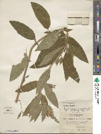 Teucrium canadense image