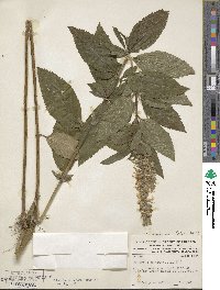 Teucrium canadense image