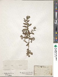 Teucrium scordium image