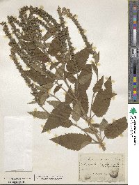 Teucrium canadense image