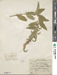 Teucrium canadense var. occidentale image