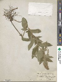 Teucrium canadense image