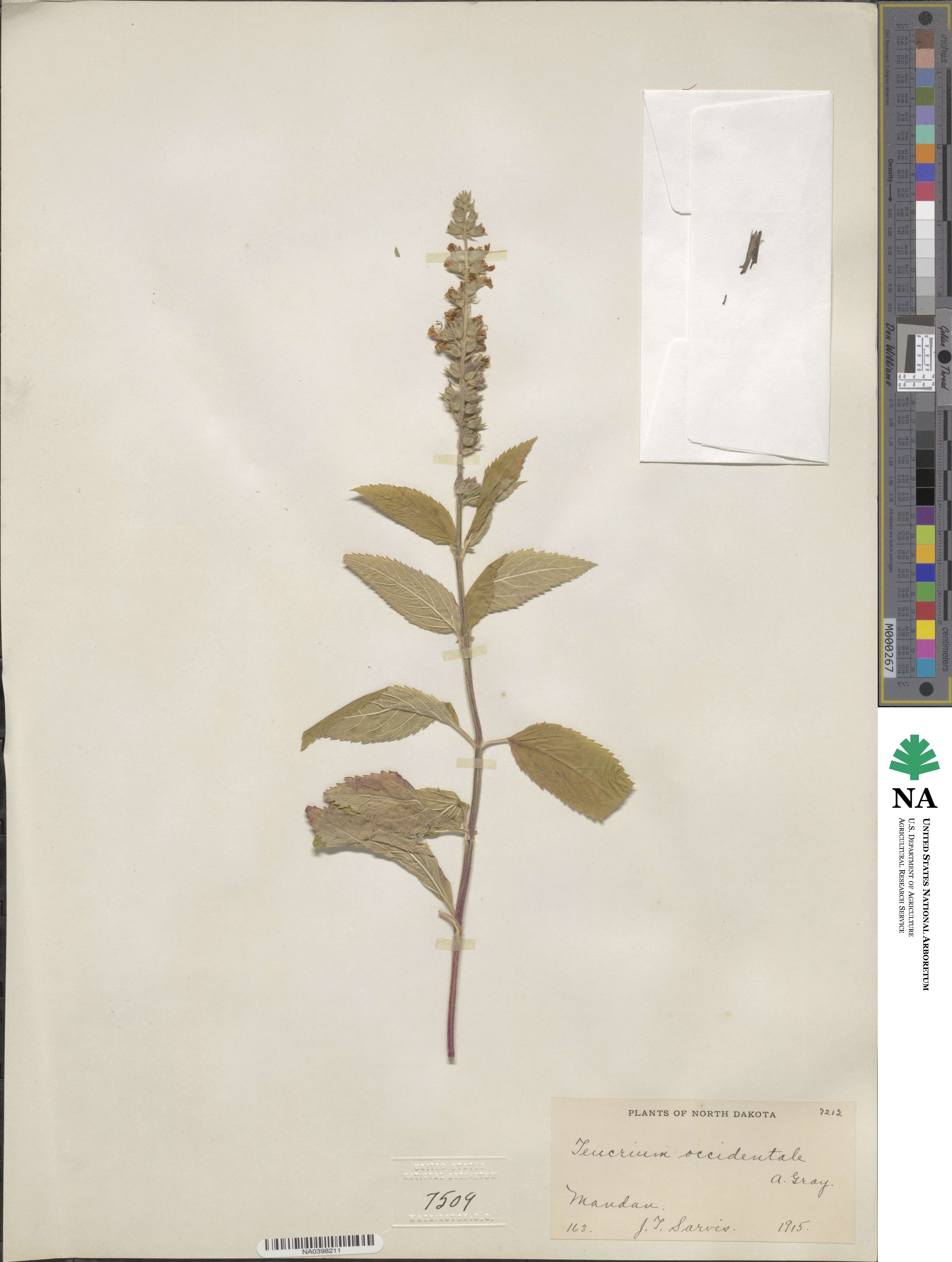 Teucrium canadense image