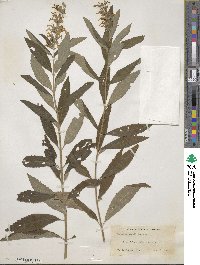 Teucrium canadense image