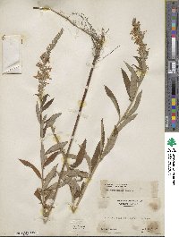 Teucrium canadense image