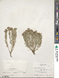 Teucrium laciniatum image