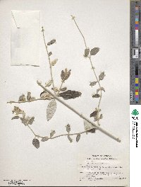 Teucrium fruticans image