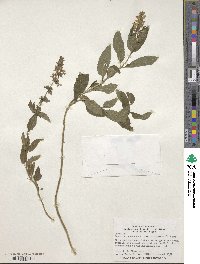 Teucrium canadense var. virginicum image