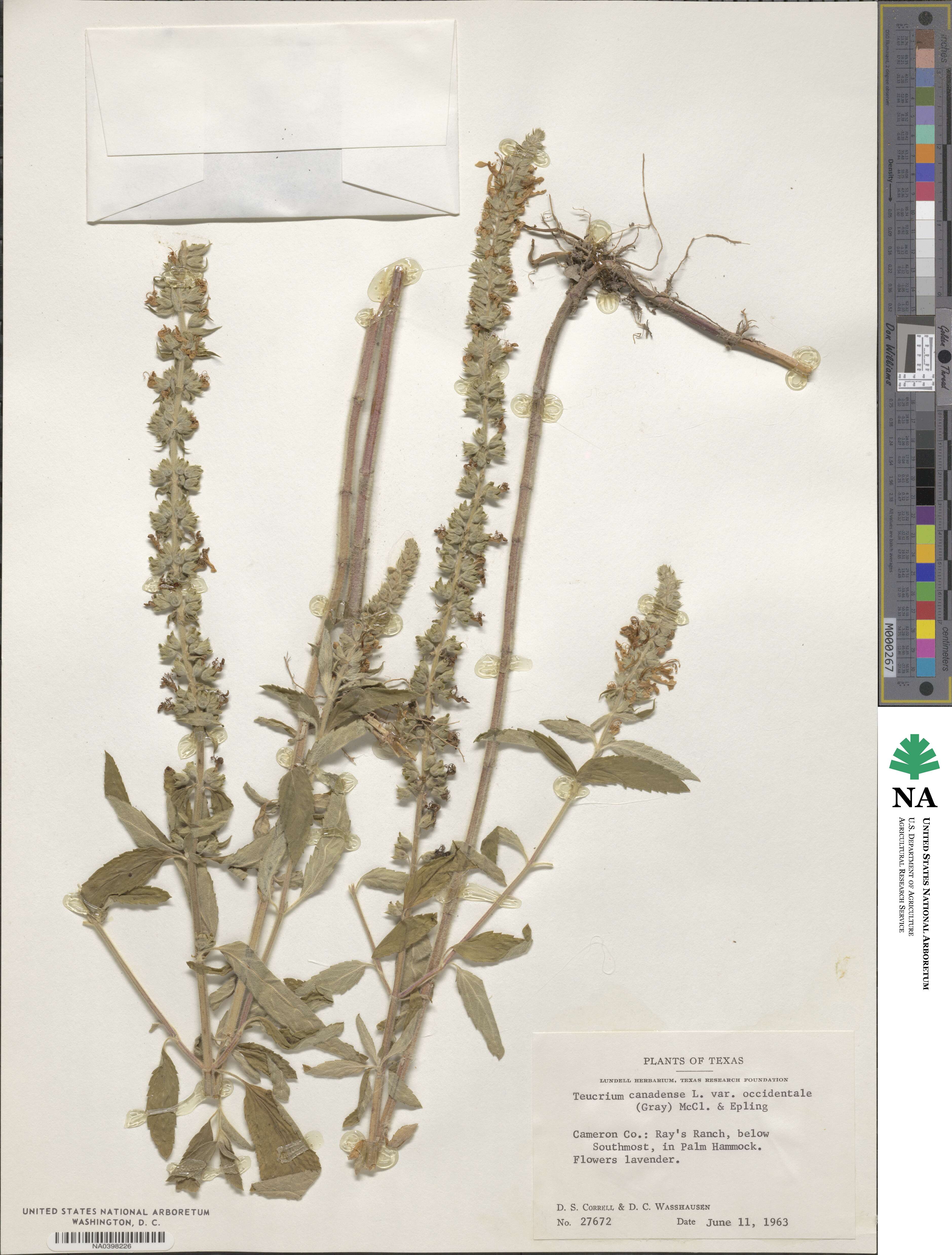 Teucrium canadense var. occidentale image