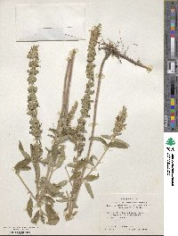 Teucrium canadense image