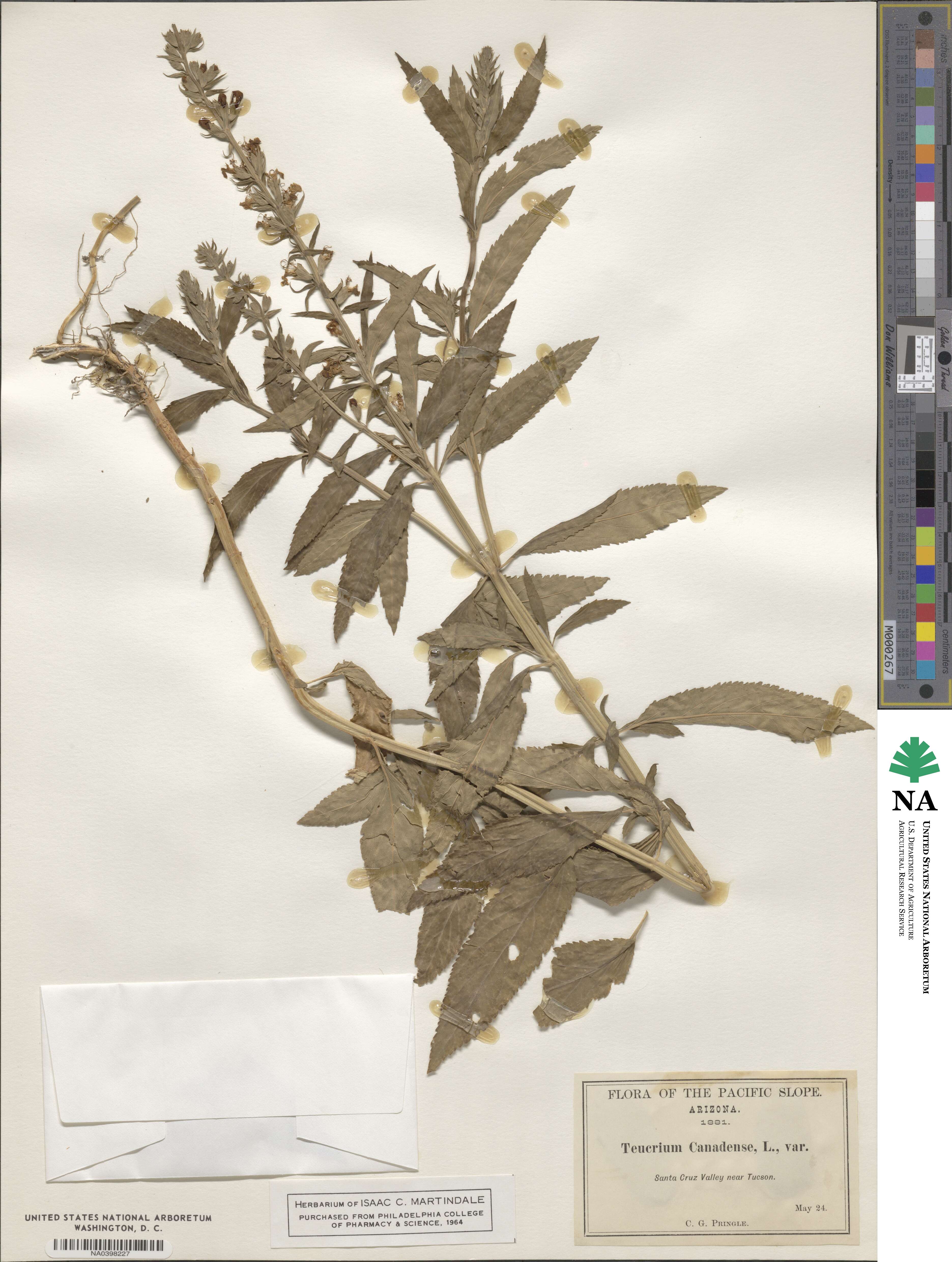 Teucrium canadense var. occidentale image