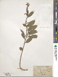 Teucrium canadense image