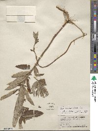 Teucrium canadense image