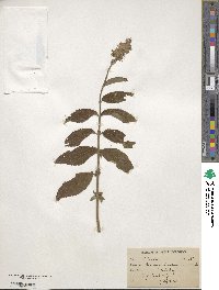 Teucrium canadense image