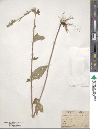 Teucrium canadense image