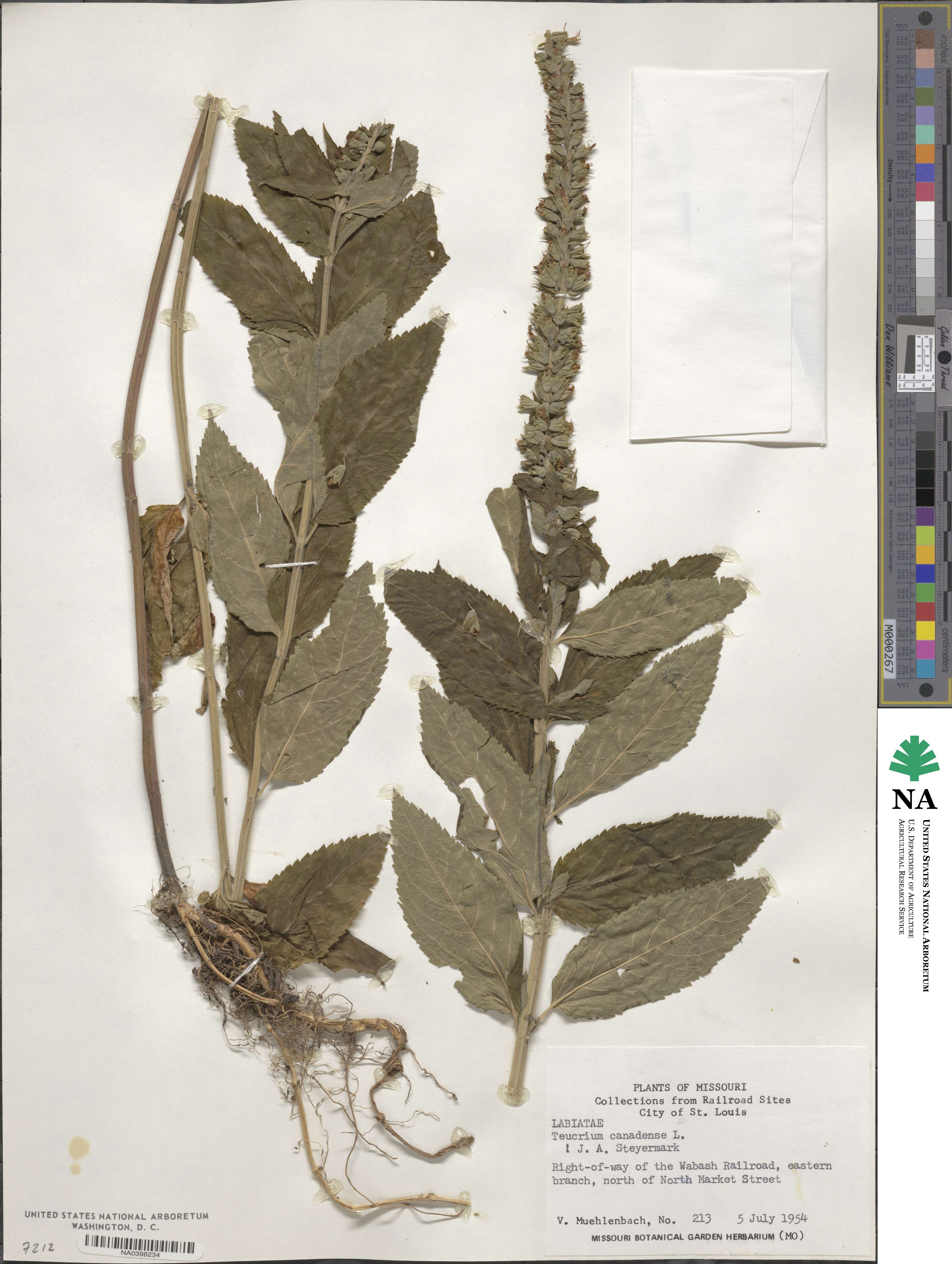 Teucrium image