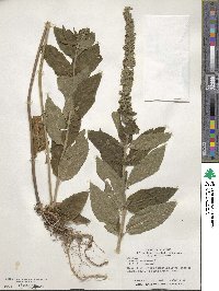 Teucrium canadense image