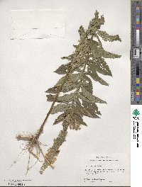 Teucrium canadense image